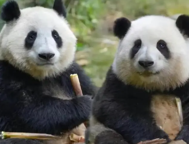 1693799208275863.png 99.png