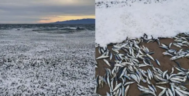 日本北海道海岸发现大量死鱼，绵延1公里