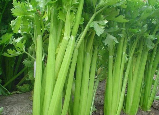 幼儿园宝宝全勤奖是棵大芹菜，网友忍不住说出了心里话！