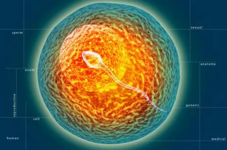 西安借卵试管费用是多少 西安三代试管成功率有多高？ ‘鹅蛋形的孕囊怎样判断男女’