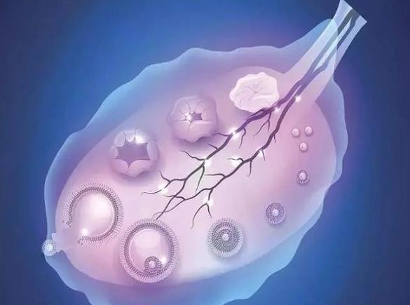 2022河北试管婴儿能报销吗 河北燕达医院试管成功经验分享: ‘四维宝宝爬着能看出来男孩吗’