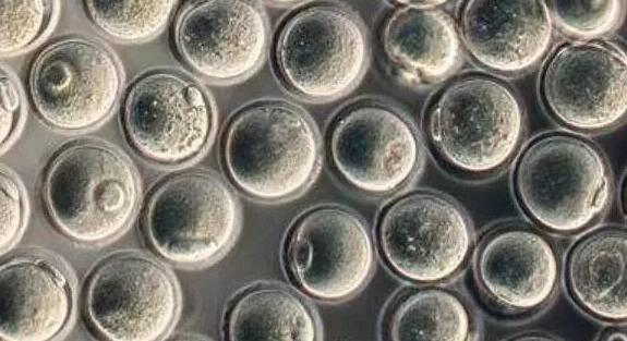 北京试管报销吗 2023北京大学第三医院三代试管生男孩费用一览 ‘孕初期彩超什么形状的男孩多’