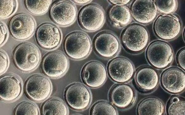 云南试管供卵 2023云南昆明私立医院试管婴儿成功率： ‘双顶径和股骨长看男女几个月准确’