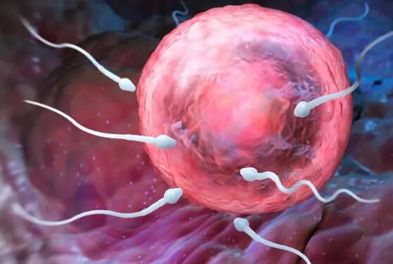 连云港单身做三代试管 2022连云港市妇幼保健院能做供精试管吗？附江苏供精试管医院排名 ‘胎儿做四维生长指标能判断男女吗’