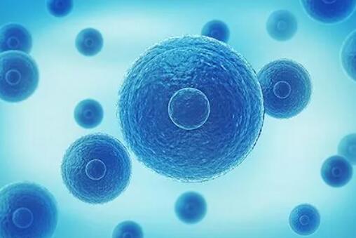 福州供卵试管 福州不孕不育较好医院有哪些？ ‘四维男孩生殖器官图’