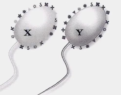 深圳供卵试管中心 深圳武警医院试管地址具体在哪里? ‘做彩超宝宝下面尖的是男孩还是女孩’