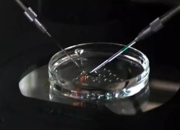 福州试管中心 福州男职工陪产假15天 ‘四维彩超通过胎心率可以看出男女吗’