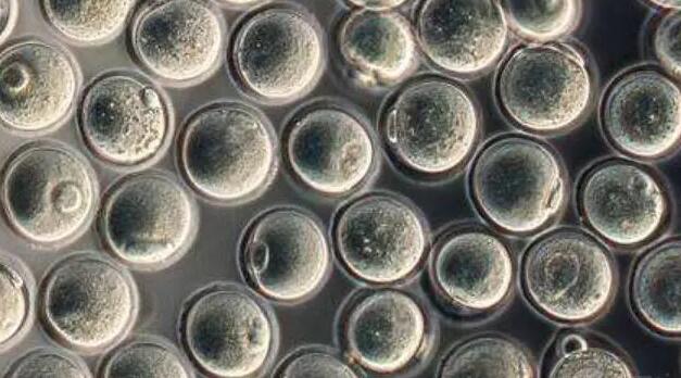 四川泸州第三代试管婴儿费用大概多少钱?价格高吗?