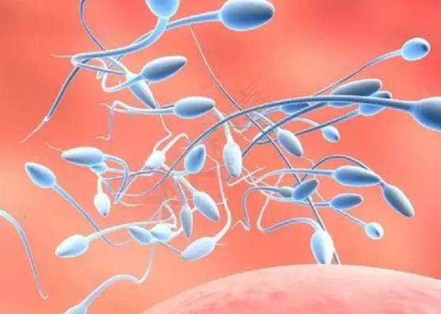 合肥代怀合法去代 合肥105试管成功案例多么?影响试管成功的因素有哪些? ‘四维男女的b超膀胱图’