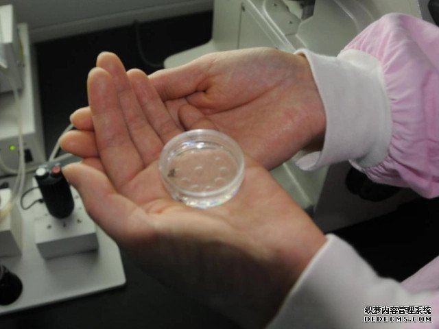 男人调理精子生男孩百分之百合理!3大窍门帮助你美梦成真