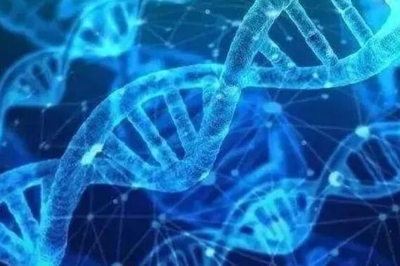 上海高端供卵试管网 上海瑞金医院三代试管婴儿费用： ‘孕囊性状与男女关系’