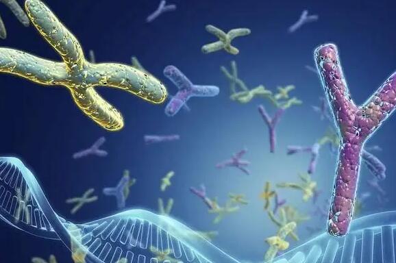 合肥供卵试管 合肥105试管婴儿流程?什么情况时就可以做试管婴儿? ‘b超查男女会不会把脐带看成是男孩’