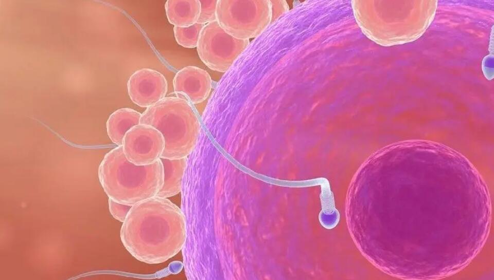 湖南三代供卵试管婴儿医院排名？助孕成功率费用？