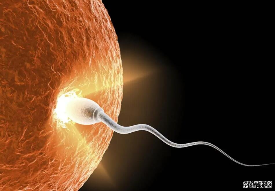 2023萍乡借卵试管医院排名公布！附各大医院卵源等待时间