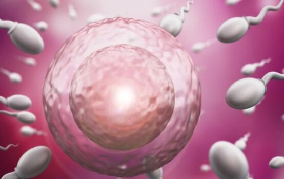 上海供L试管 2023
年上海私立供卵医院排名 ‘孕10周b超可以看男女吗’