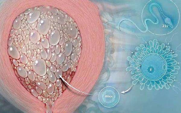 北京家圆医院试管婴儿试管婴儿技术地 2023北京朝阳医院试管婴儿成功率一览，附试管婴儿成功率预估表 ‘孕囊3.8厘米*2.3厘米*3.7厘米是男孩还是女孩’