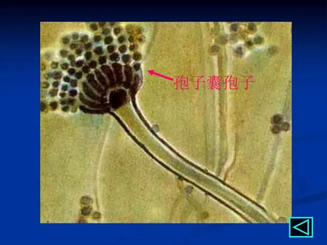 泰州供卵试管 泰州生殖中心推荐 ‘孕妈妈总觉得自己怀的是男孩,怀孕症状又像女孩’