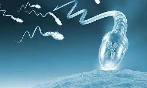更新一代试管婴儿对精子的要求！附精子质量对试管受精率的影响
