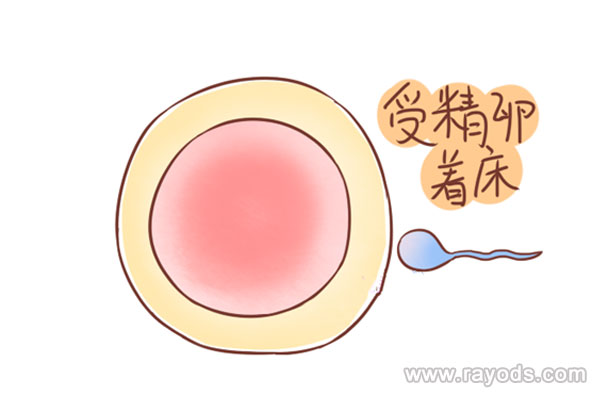 a卵b怀目前在国内是不允许的