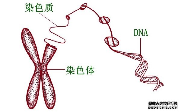 移植一个还是两个试管婴儿胚胎比较好？取决于自身条件和胚胎质量