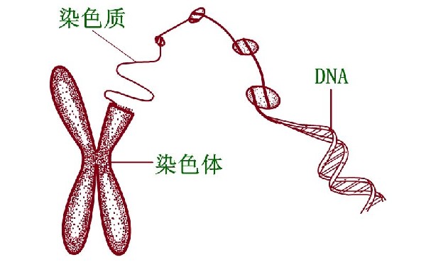 云南试管供卵 云南计划生育科研所生殖医学中心 ‘胎儿双顶径3cm和股骨长1.7cm看男女’