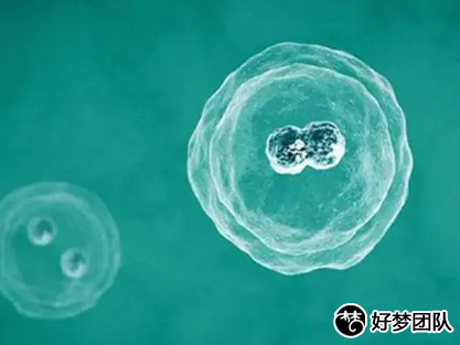 上海试管婴儿分为几个流程?,上海三代试管婴儿资讯官网