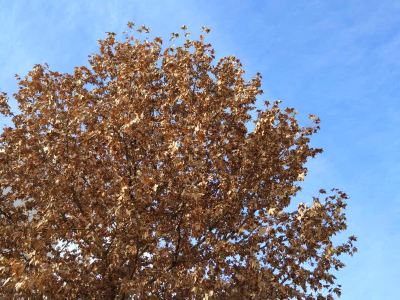 新生儿缺氧缺血性脑病特征详解