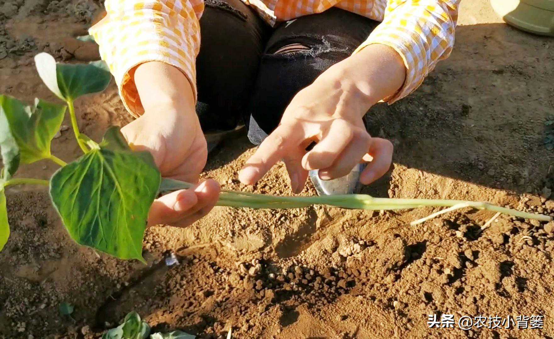 手足口病与疱疹性咽峡炎的区别及护理指南