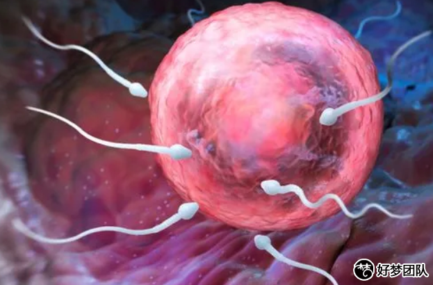 上海有供卵机构嘛现在,上海三代试管婴儿率高吗?