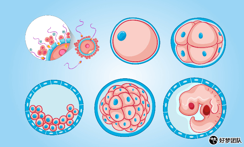 试管助孕公司,助孕供卵