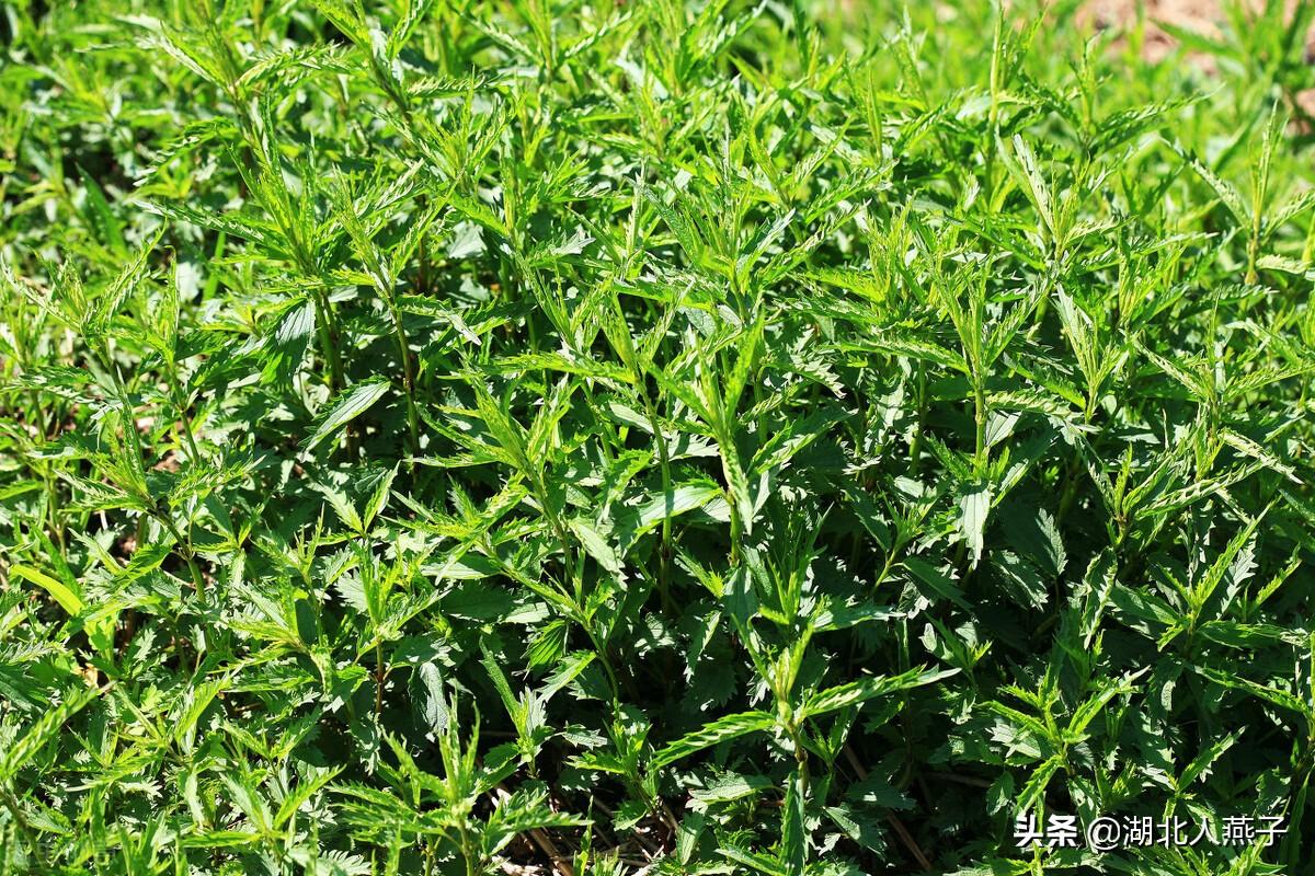 宝宝长不高?大揭秘!