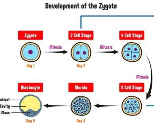 在黑龙江做试管婴儿要花多少钱