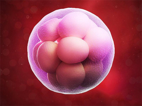 卵泡数量决定着试管婴儿成功率吗？10个卵泡做三代试管筛选性别能否成功