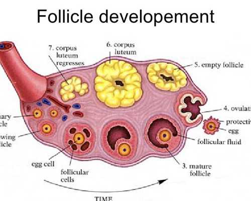 怀孕初期怎么顺利度过?这些小事别忽略