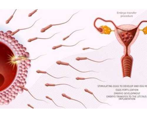 少精弱精做试管，成功率和费用怎么算？