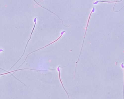 安徽试管婴儿费用清单