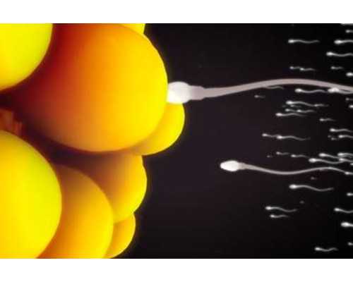 男性输精管堵塞怎么办？能自己好吗？